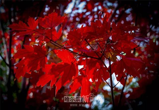 事故视频 事故视频我们什么都看见了海报