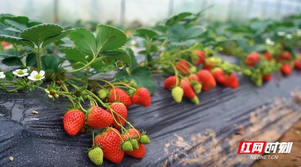 飘雪网在线观看免费观看动漫海报