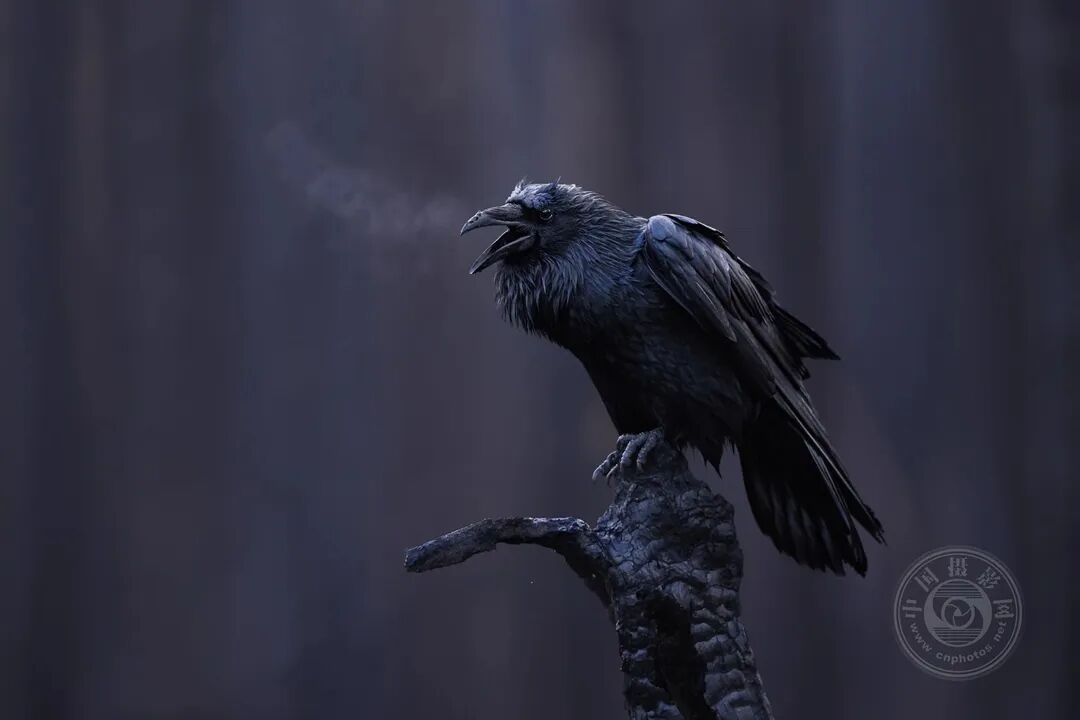 久久精品麻豆国产天美传媒果冻 它早期以网络短剧起家海报